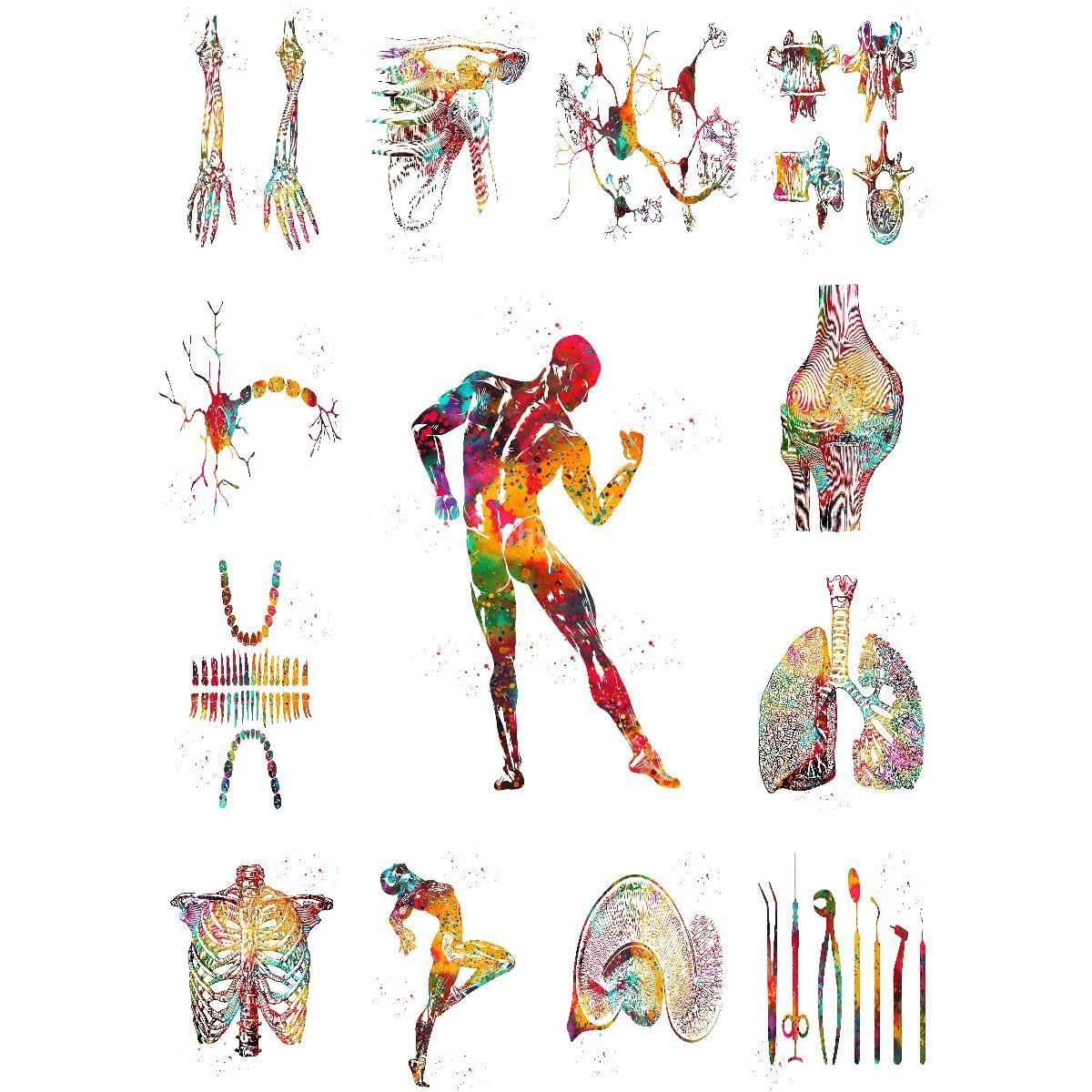 Anatomical Muscle Structure Po - Interior Design Education recension och pris